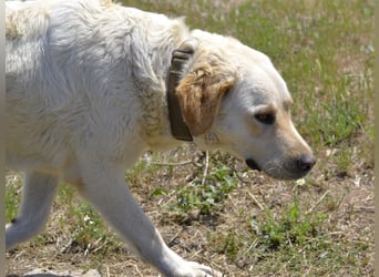Camilla - die Große Sensible