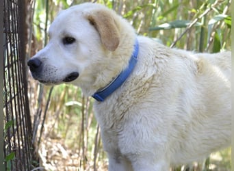 Cavour – Imposant, verschmust und aktiv