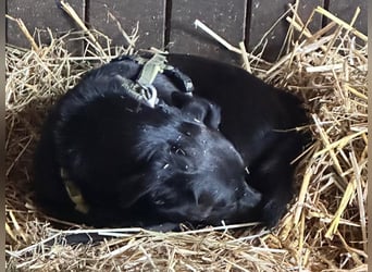 Cavour – Imposant, verschmust und aktiv