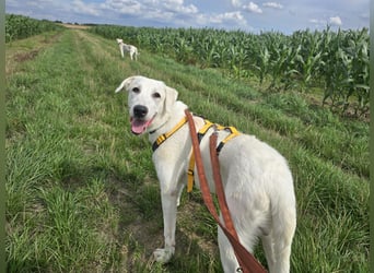 Seppiolino: Traumhund für aktive Menschen