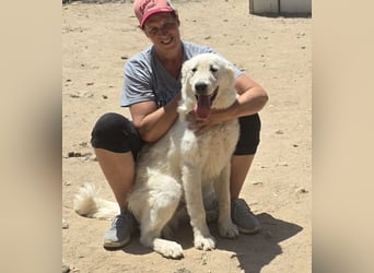 Kito: Traumhund ohne Wenn und Aber