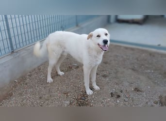 Cucciolo- auch das schaffen wir!