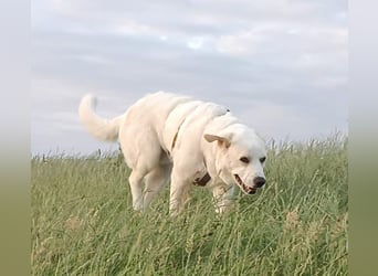 Cucciolo- auch das schaffen wir!