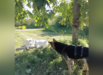 Cucciolo- auch das schaffen wir!