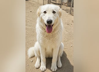 Kito: Traumhund ohne Wenn und Aber
