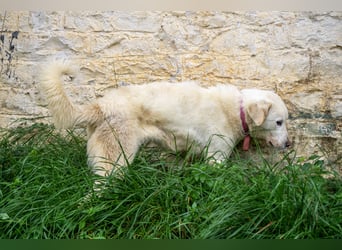 Mira: anhängliche Herdenschutzhündin sucht Zuhause