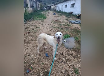 Mira: anhängliche Herdenschutzhündin sucht Zuhause