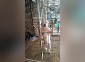 Mira: anhängliche Herdenschutzhündin sucht Zuhause