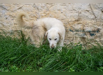 Mira: anhängliche Herdenschutzhündin sucht Zuhause