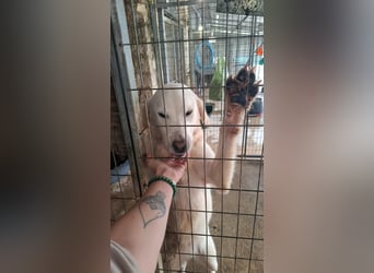 Mira: anhängliche Herdenschutzhündin sucht Zuhause