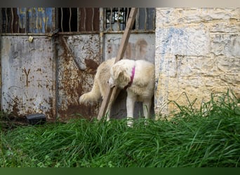 Mira: anhängliche Herdenschutzhündin sucht Zuhause