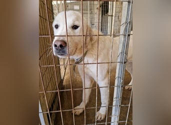 Mira: anhängliche Herdenschutzhündin sucht Zuhause