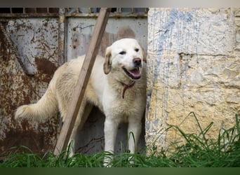 Mira: anhängliche Herdenschutzhündin sucht Zuhause