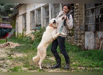 Mira: anhängliche Herdenschutzhündin sucht Zuhause