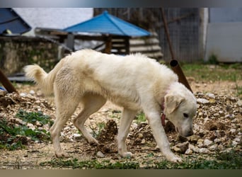 Mira: anhängliche Herdenschutzhündin sucht Zuhause