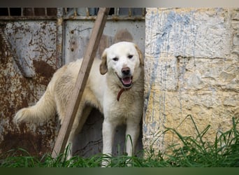 Mira: anhängliche Herdenschutzhündin sucht Zuhause