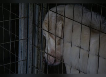 Mira: anhängliche Herdenschutzhündin sucht Zuhause