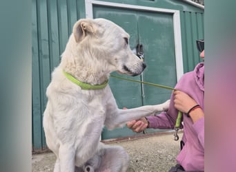 Yury - ein sanfter, immer fröhlicher Gefährte sucht seine Menschen