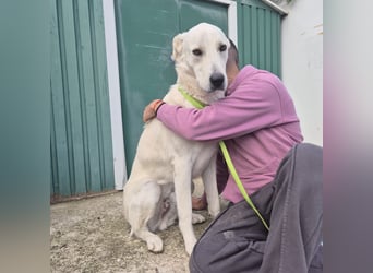 Yury - ein sanfter, immer fröhlicher Gefährte sucht seine Menschen