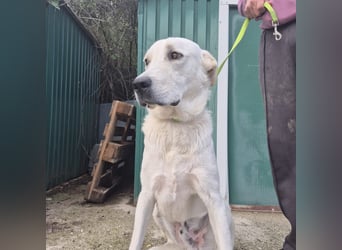 Yury - ein sanfter, immer fröhlicher Gefährte sucht seine Menschen