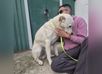 Yury - ein sanfter, immer fröhlicher Gefährte sucht seine Menschen