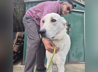 Yury - ein sanfter, immer fröhlicher Gefährte sucht seine Menschen