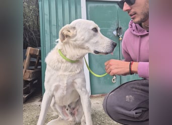 Yury - ein sanfter, immer fröhlicher Gefährte sucht seine Menschen