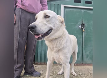 Yury - ein sanfter, immer fröhlicher Gefährte sucht seine Menschen