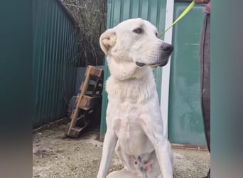 Yury - ein sanfter, immer fröhlicher Gefährte sucht seine Menschen