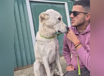 Yury - ein sanfter, immer fröhlicher Gefährte sucht seine Menschen