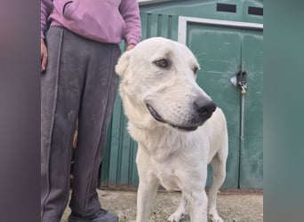 Yury - ein sanfter, immer fröhlicher Gefährte sucht seine Menschen