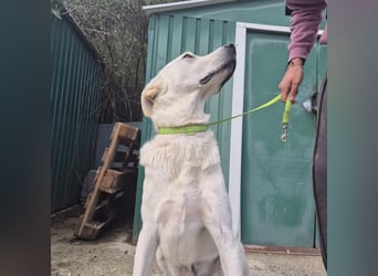 Yury - ein sanfter, immer fröhlicher Gefährte sucht seine Menschen