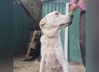 Yury - ein sanfter, immer fröhlicher Gefährte sucht seine Menschen