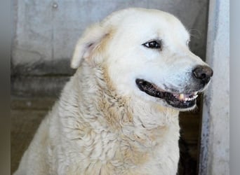 Eskie - aber bitte mit Sahne ins Glück!