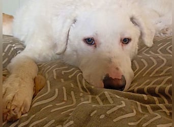 Bullo - weißer Eisbär mit sanfter Seele