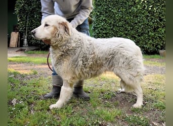 Gorivah - Das Leben ist zu kurz...