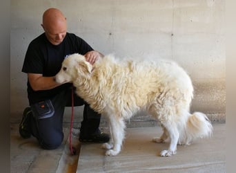 Haigen - Free HAIGEN