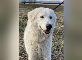 Mona - Ruhe, Würde und ein großes Herz