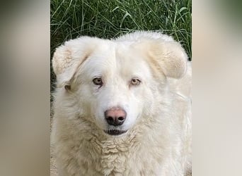 Sindbad - Zwischen Vorsicht und Vertrauen