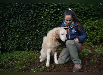 Gherardo - Ein Adler bleibt ein Adler...