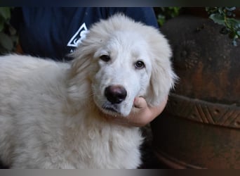Leofric - Kleiner Löwe hat Großes vor