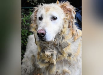 Akamu - Sucht seinen passenden Deckel