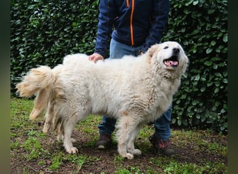 Tallulah - Grandezza auf vier Pfoten!