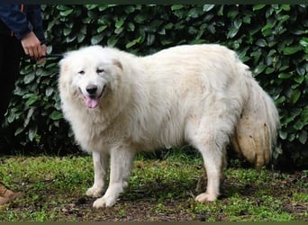 Hadriano - Viel mehr als nur einer unter vielen!