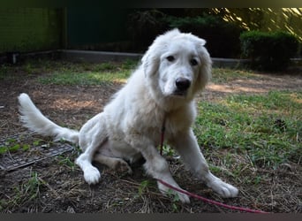 Leofric - Kleiner Löwe hat Großes vor