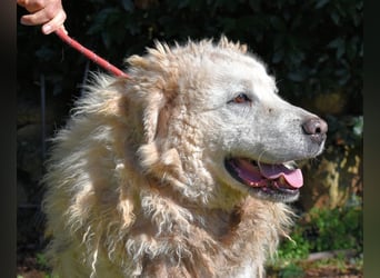 Noak - Alles nur Wunschdenken... ?