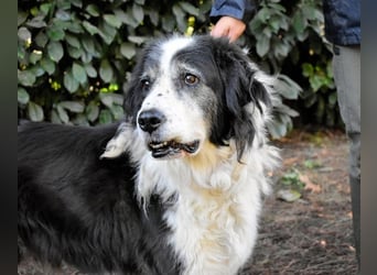 Hindah - Dreieinhalb Sommersprossen