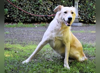 Antiloco - Nur ein Wunsch: endlich nach Hause!