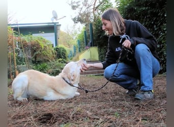 Yannick - SOS- (Dringend Pfflegestelle oder Zuhause gesucht )verloren zwischen Angst und Bindung