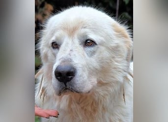 Apolonio - möchte für seine Menschen ein Fels in der Brandung sein